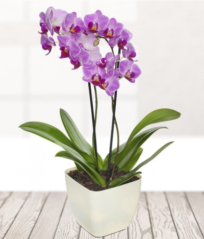 Pink Orchid - Sleek and simple, this pink Orchid plant is ready to be diplayed and enjoyed.
