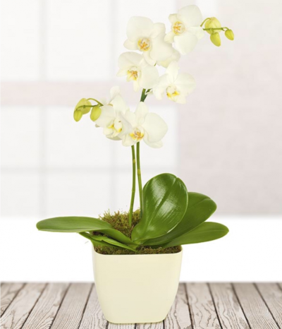 White Orchid - Elegance is the truest form. Nothing says class and elegance more than a white Orchid plant.