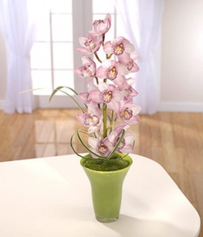 Striking Cymbidium - A striking vase arrangement starring pink mini Cymbidium and variegated grass in a contemporary lime green vase