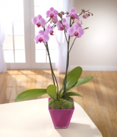 Pure Beauty - Get the Wow factor with this simply gorgeous Phalaenopsis Orchid plant.