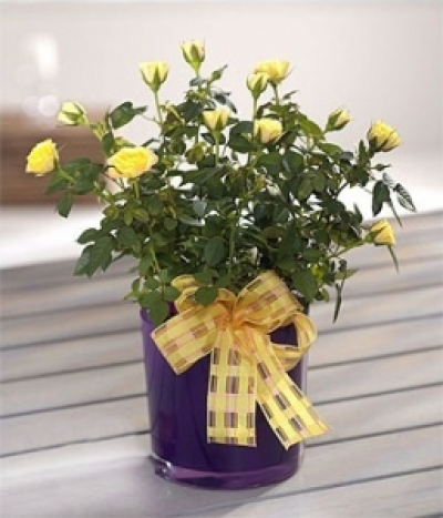 Mini Rose Plant - The perfect flower gift this season ï¿½ a mini yellow Rose plant in a dark lilac vase.