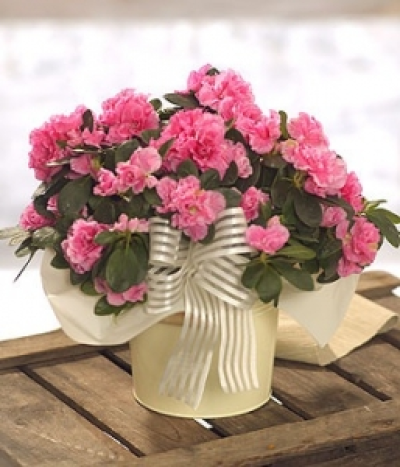 Azalea - A beautiful pink Azalea plant presented in a rustic container.