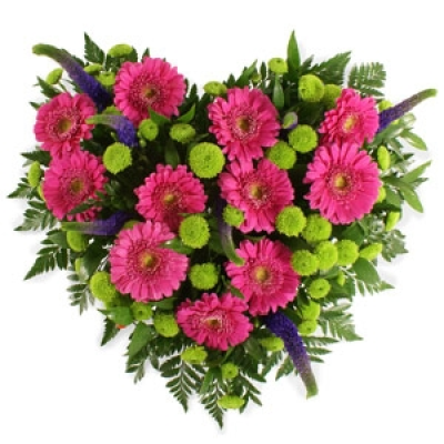 Contemporary Pink Heart - This loosely arranged heart-shaped cushion is one of our best-selling tributes, featuring gerberas and kermit chrysanthemums with a selection of seasonal flowers and foliage. Available in a choice of pink, yellow or white with contrasting lime green and purple.  Sending a floral heart tribute to a funeral makes a deeply personal statement and is indicative of the love and compassion felt by immediate family or the closely bereaved. Our beautiful range of heart designs come in a tasteful vari...