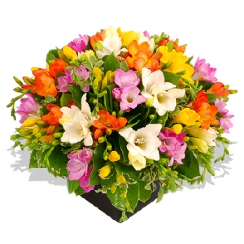 Scented Freesias