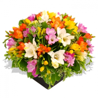 Scented Freesias - If you love freesia, you simply can't fail to fall in love with this small arrangement. Full of vibrant colour and amazingly scented, it is an irresistible gift for old and young alike.