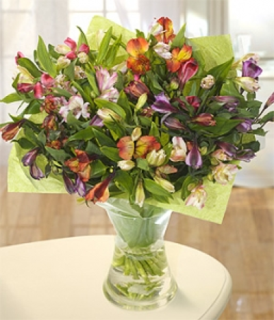 Affinity - A long lasting bouquet of mixed Alstroemeria. This particular bouquet can last for up to 3 weeks. Hand-Tie in water.