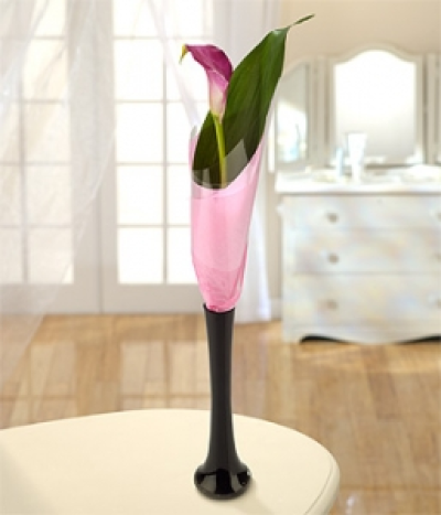 Calla - An incredibly elegant and beautifully presented single pink Calla Lily.