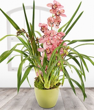 Pink Cymbidium - A delicate pink Cymbidium Orchid Plant in a lime green ceramic pot.