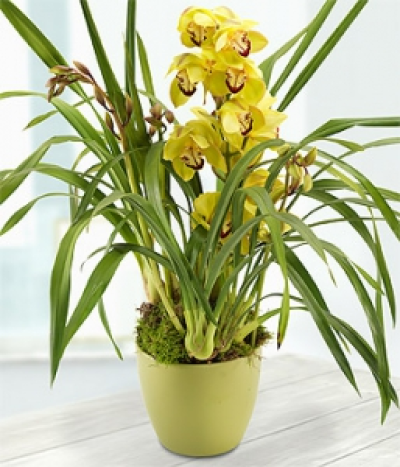 Green Orchid - A gorgeous green Cymbidium Orchid Plant in a lime green ceramic pot.