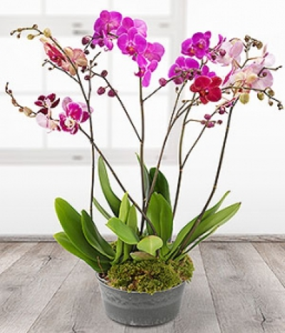 Orchid Trio - An exceptionally elegant trio of pink Phalaenopsis Orchid plants. Also available in White.