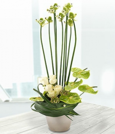 Creme Fraiche - An incredibly elegant, eye catching centrepiece display. White Chincherinchee, Roses and Anthurium Lilies nestled in amongst succulent plants.
