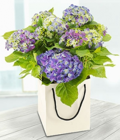 Blue Hydrangea - A classic cool blue Hydrangea plant in a presentation gift bag.