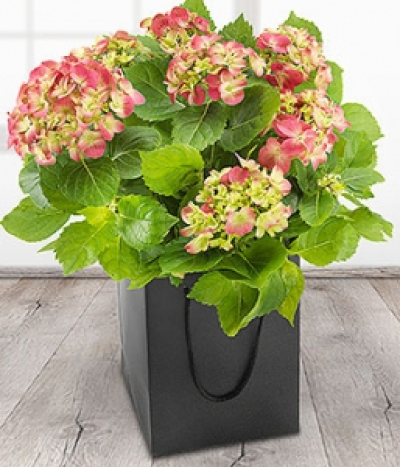 Pink Hydrangea - A classic pink Hydrangea plant in a presentation gift bag.